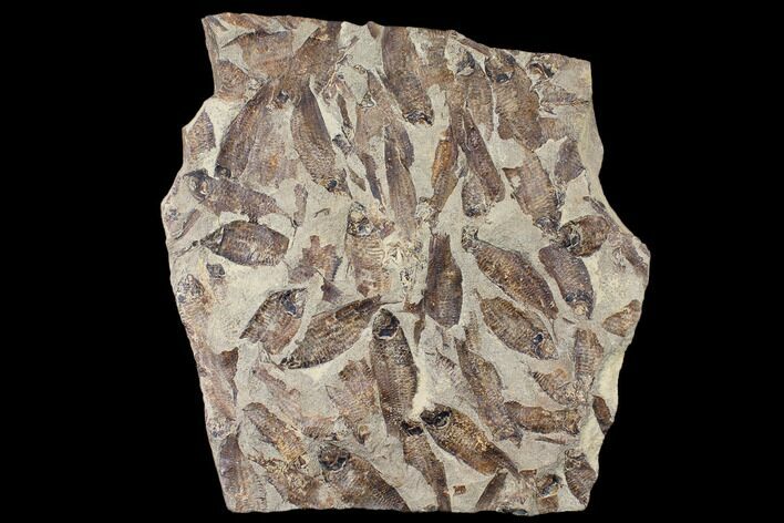 Fossil Fish (Gosiutichthys) Mortality Plate - Lake Gosiute #130060
